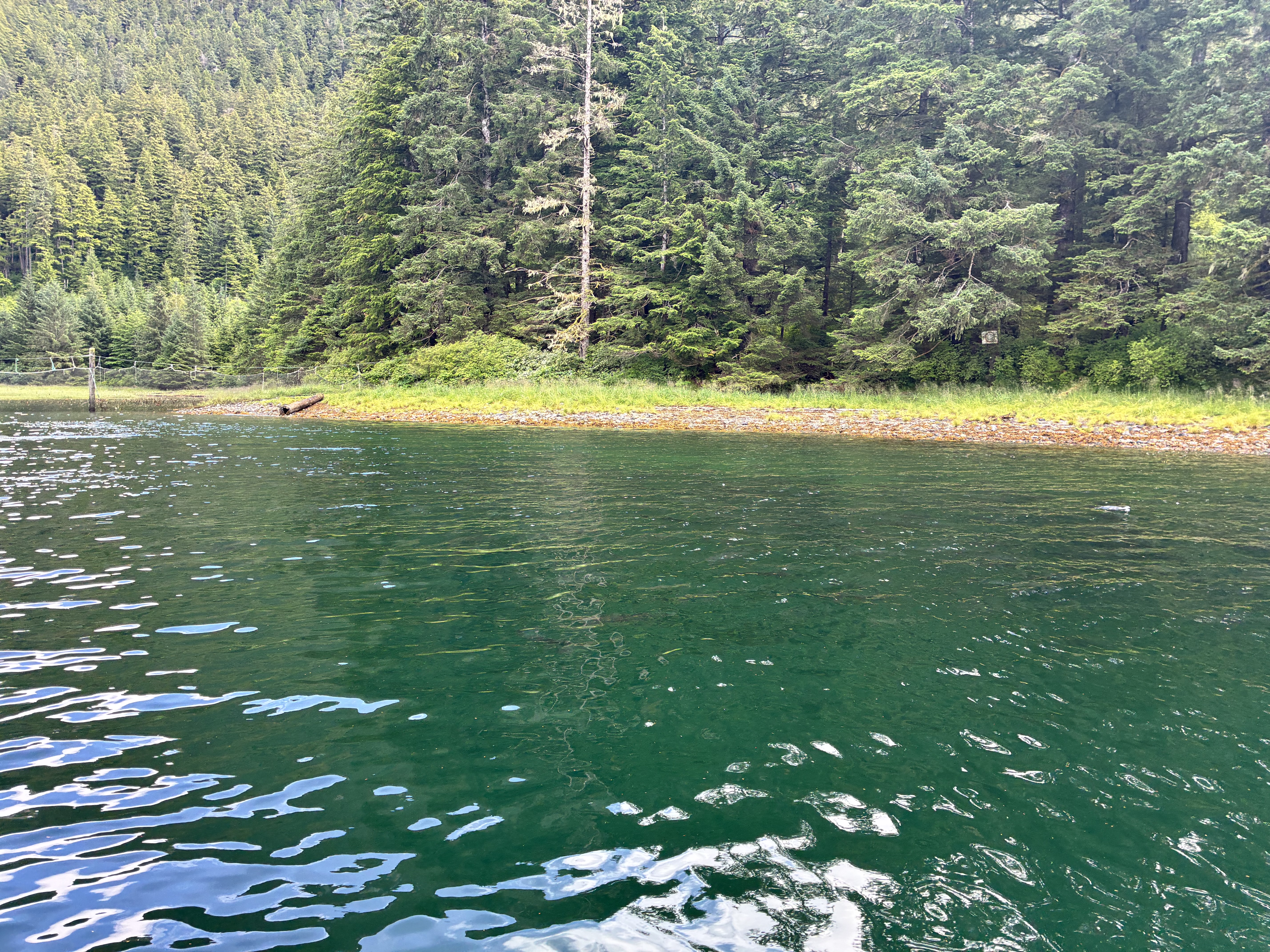 Forest shoreline across water