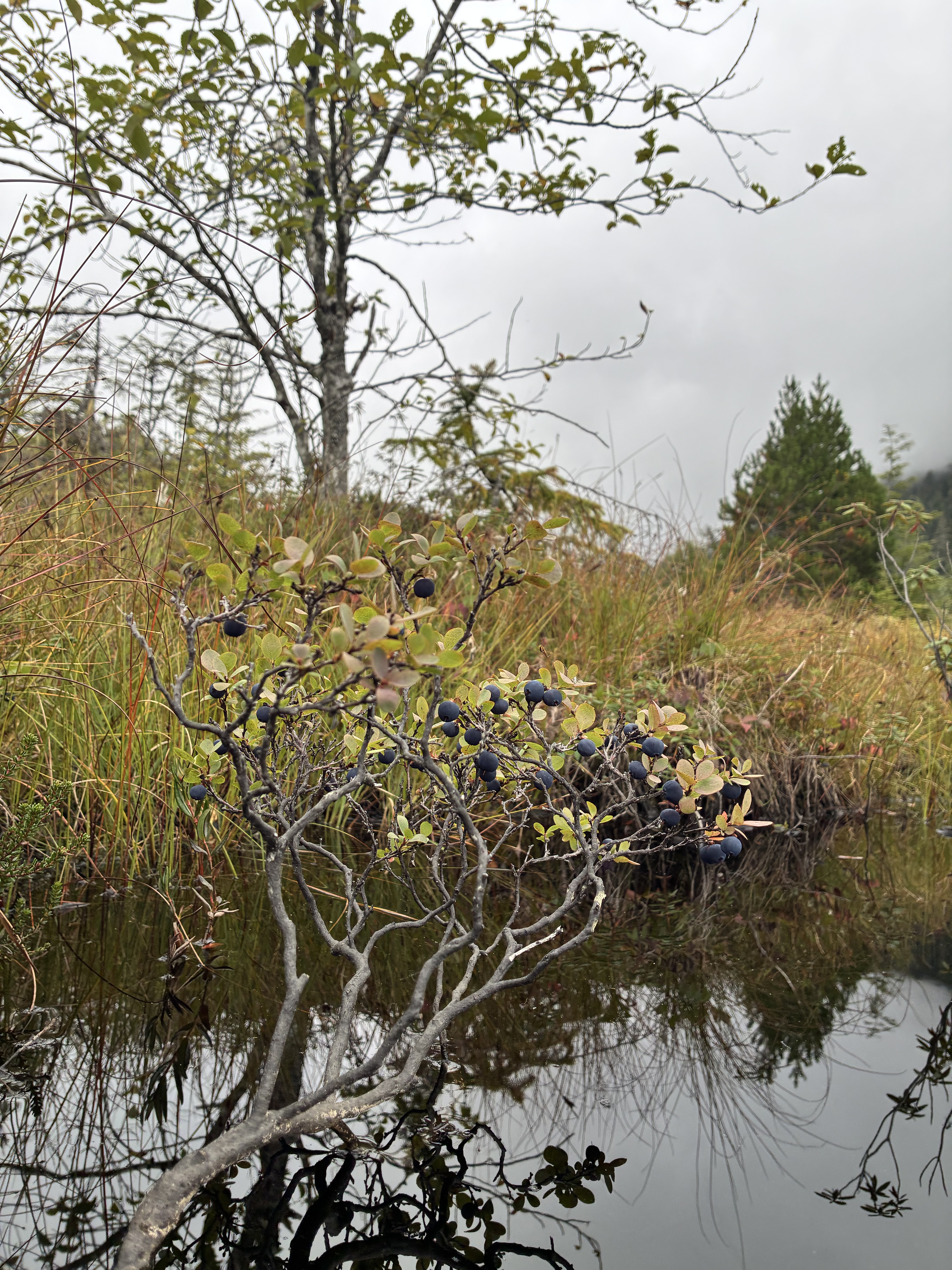 Berries near a pond